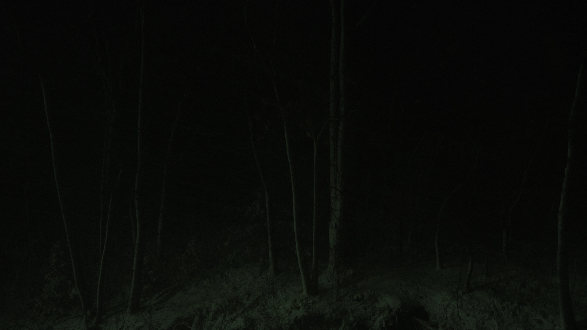 a dark and gloomy wallpaper-sized image of some woods